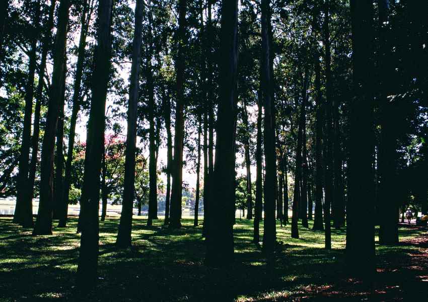 best parks in mexico city