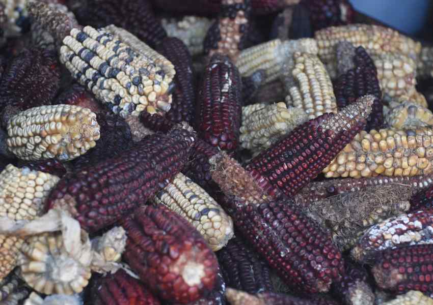 mexico city markets